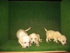 LABRADOR CAMADA DE COLOR DORADO, 190 - mejor precio | unprecio.es