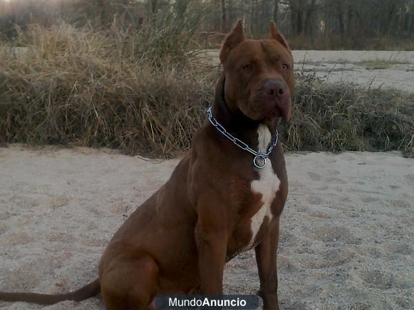 proxima camada pitbull