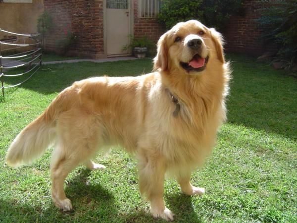 Se piensa que el Golden Retriever se desarrolló en el Reino Unido por Lord Tweedmouth por el año de 1850 con el propósit