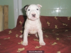 BULL TERRIER 500 EUROS UN MACHITO - mejor precio | unprecio.es