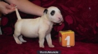 Bullterrier preciosos ejemplares listos para entregar con 2 meses - mejor precio | unprecio.es