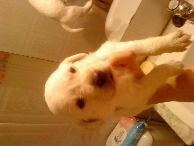 cachorritos de labrador