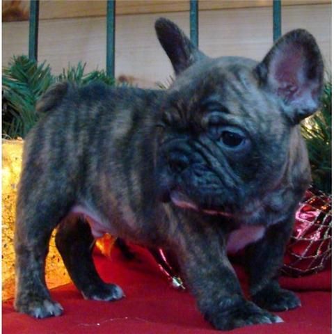Cachorro bulldog francés (Macho)