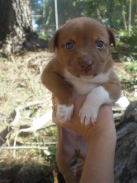 Cachorro tamaño mediano en un futuro