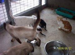 CADIZ. LOS GATOS DE ROTAGUAU TE NECESITAN