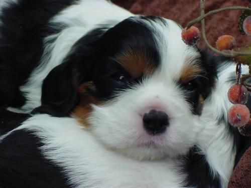 Cavalier King Charles Spaniel hermosa Cachorros Disponibles