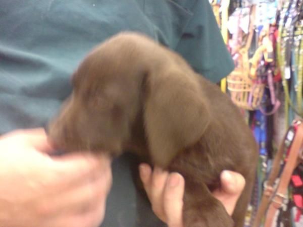 Labrador  retriever  cachorros dorados,  negros , chocolate Preciosa camada, se entrega a partir de los 2 meses. Somos u