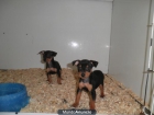 pincher mini con pedigree en Madrid - mejor precio | unprecio.es