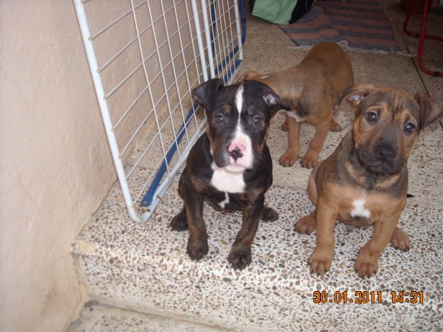PIT BULLS TERRIER CACHORROS