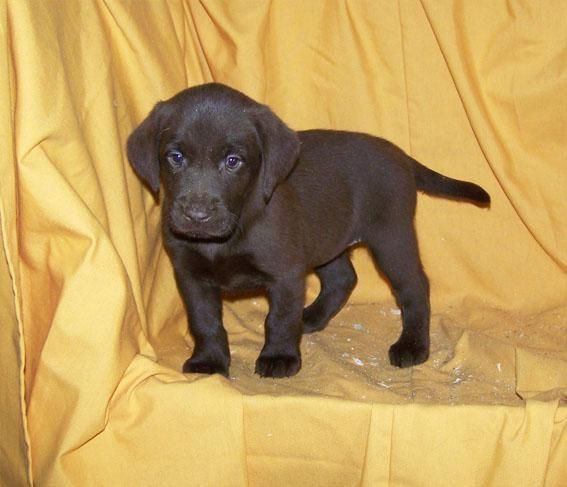 VENDO IMPRESIONANTES CACHORROS DE LABRADOR CHOCOLATE