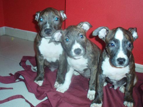 vendo ultimos cachorros de amrican staffordshire terrier