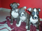 vendo ultimos cachorros de amrican staffordshire terrier - mejor precio | unprecio.es