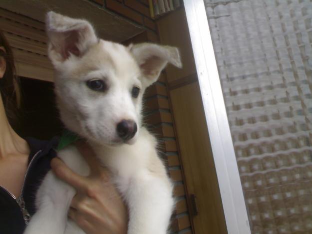 Venus, cachorrita dos meses, mediana, cruce de husky adopción