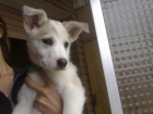 Venus, cachorrita dos meses, mediana, cruce de husky adopción - mejor precio | unprecio.es