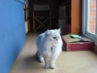 Busco gatita para cruzar con mi gato persa - mejor precio | unprecio.es