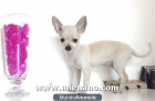 CRIADORES DE CACHORROS DE CHIHUAHUAS MINI, WWW.MIENANO.COM - mejor precio | unprecio.es