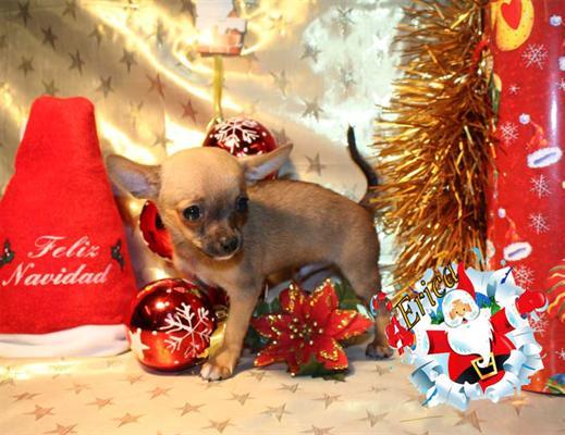 la navidad  Esplendidos y juguetones chihuahua
