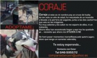 Mama Coraje necesita adopcion - mejor precio | unprecio.es