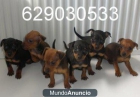 Mini Pinscher rojos y negro fuego por 250€ - mejor precio | unprecio.es