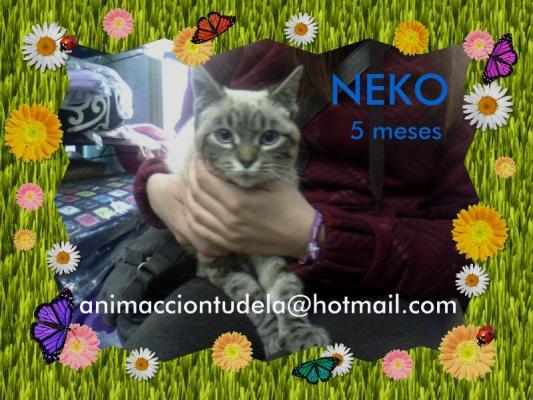 Neko, gatito 5 meses - en adopción