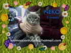 Neko, gatito 5 meses - en adopción - mejor precio | unprecio.es