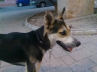 perros valencia - mejor precio | unprecio.es