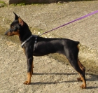 PINSCHER MINI MACHO NEGRO Y FUEGO - mejor precio | unprecio.es