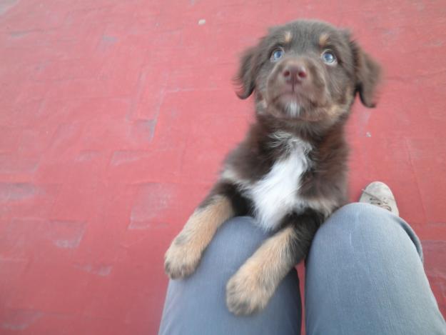 Regalo perro cachoro de 5 meses sano por motivos de viaje