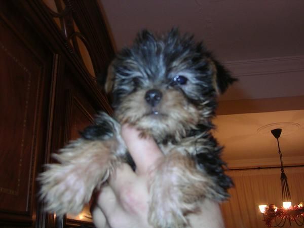 Vendo cachorritos yorkshire  280 !!