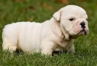 BULDOG INGLES HEMBRA Y MUJER CON PEDIGREE - mejor precio | unprecio.es