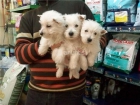 CACHORRITOS DE WESTY, PRECIOSOS 480 EUROS - mejor precio | unprecio.es