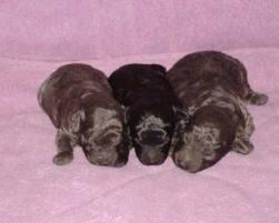 Camadas de Caniche
