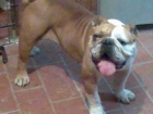 cambio  bulldog ingles hembra    por potro con buena talla - mejor precio | unprecio.es
