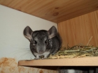 Chinchilla macho gris - mejor precio | unprecio.es