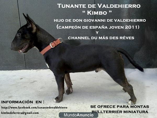 Macho Bull Terrier Miniatura Montas