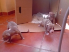 Vendo Pitbulls Red Nose (Puros) Atigrados Marron Chokolate - mejor precio | unprecio.es