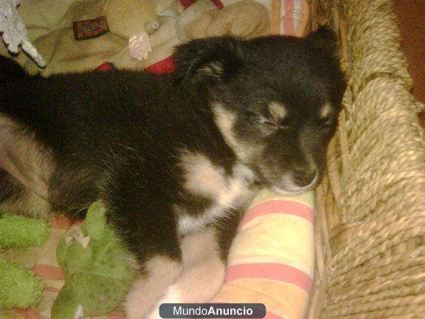 Cachorritas 2 meses cruce pequinés (tamaño pequeño)