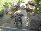 AMERICAN BULLY - mejor precio | unprecio.es