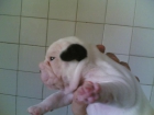 cachorros de bulldog francés - mejor precio | unprecio.es