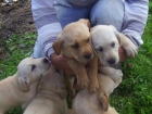 cachorros de Labrador con dos meses - mejor precio | unprecio.es