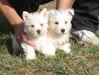 CACHORROS DE WEST HIGHLAND TERRIER 480 - mejor precio | unprecio.es