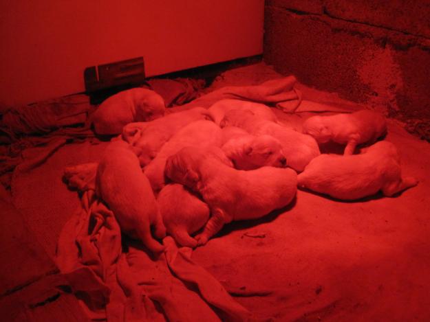 Espectacular Camada de Golden Retriever Pura Raza 200€