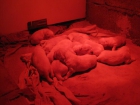 Espectacular Camada de Golden Retriever Pura Raza 200€ - mejor precio | unprecio.es