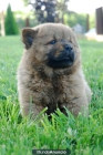 ESPECTACULARES CHOW CHOW - mejor precio | unprecio.es