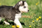 Husky ojos azules - mejor precio | unprecio.es