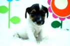JACK RUSELL TERRIER    DISPONIBLES EN AMBOS SEXOS Y CON 2 MESES DE EDAD _ APROBECHA ESTE PRECIO TAN BAJO - mejor precio | unprecio.es