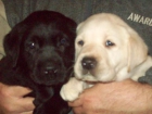 Nueva Camada de Cachorros de Labrador con pedigree - mejor precio | unprecio.es