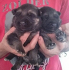 Preciosos cachorros de pastor aleman - mejor precio | unprecio.es
