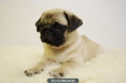 pug cachorros de carlinos listos para entregar preciosos con pedigre - mejor precio | unprecio.es