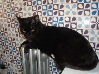 Regalo gato supercariñoso por imposibilidad de llevar conmigo